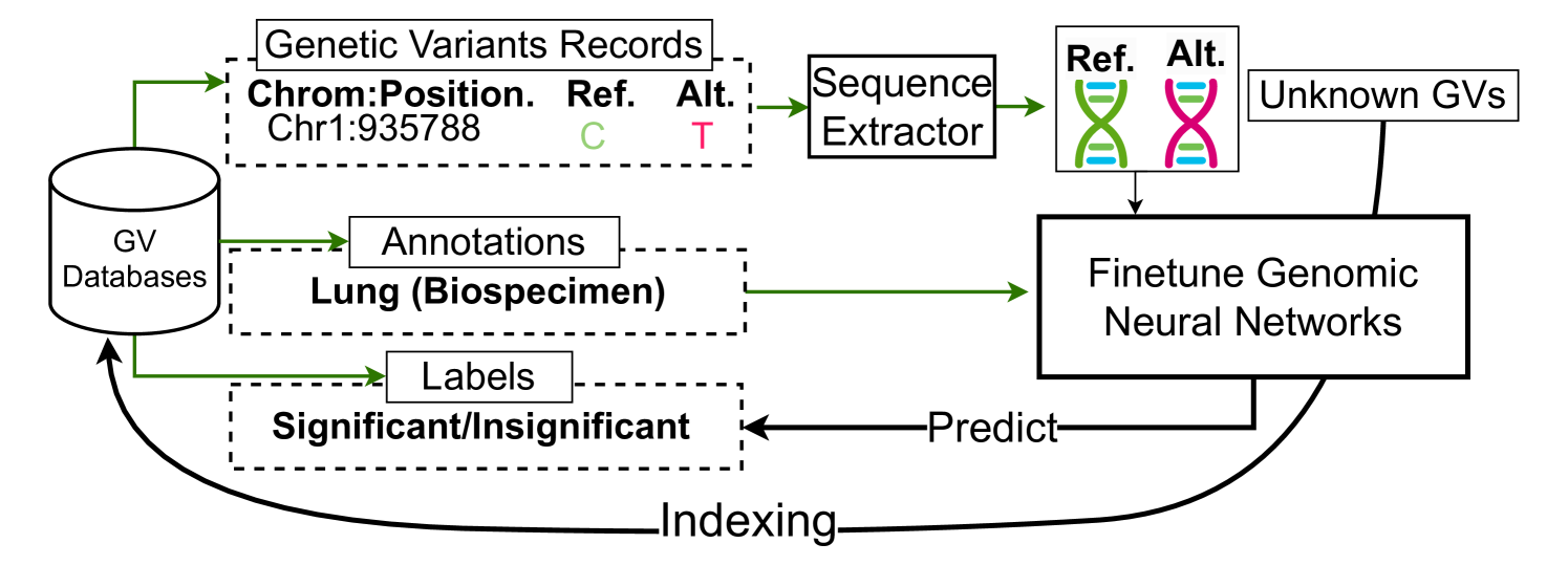 GV-Rep: A Large-Scale Dataset for Genetic Variant Representation Learning