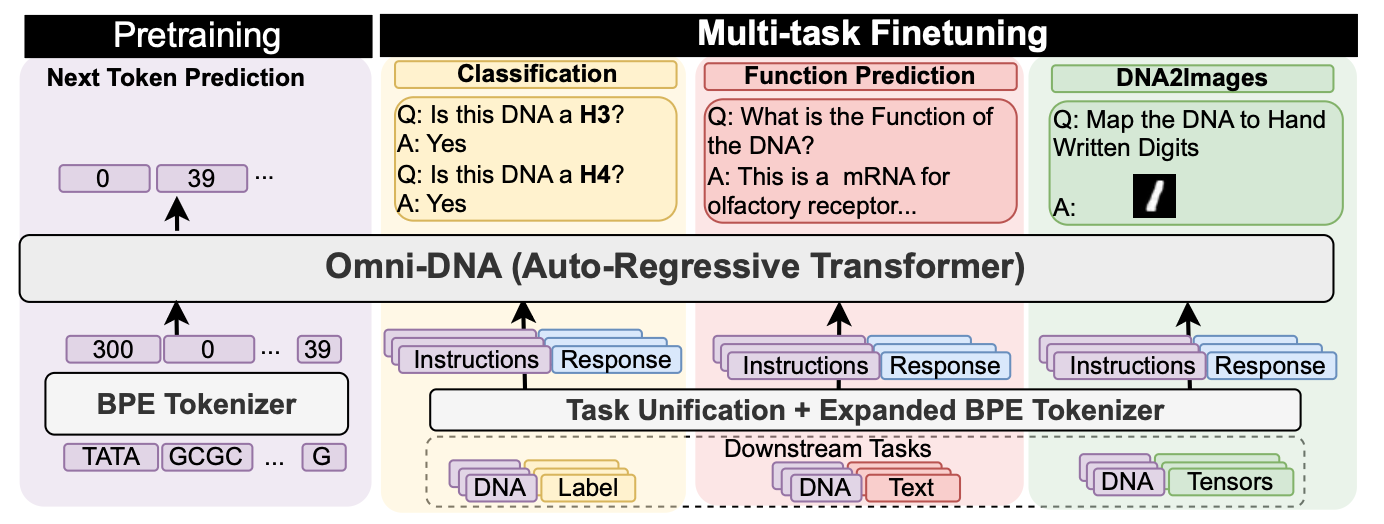 Omni-DNA: A Genomic Model Supporting Sequence Understanding, Long-context, and Textual Annotation