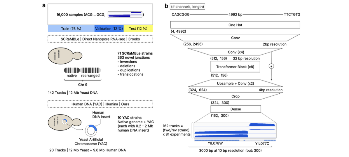 Yorzoi: Predicting RNA-seq Coverage from DNA Sequence in Yeast